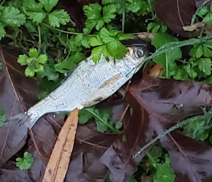 Texarkana Fish Rain Mystery Solved
